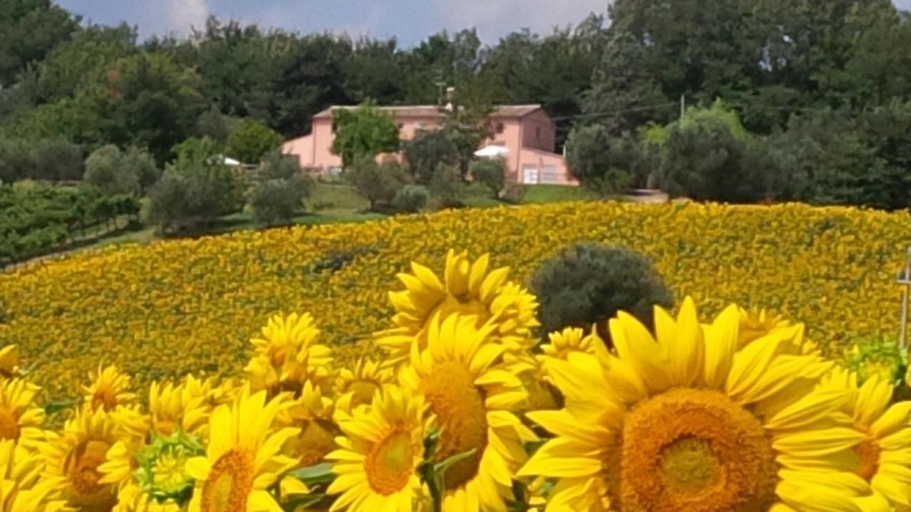 Villa Sant'Elena Morro dʼAlba المظهر الخارجي الصورة
